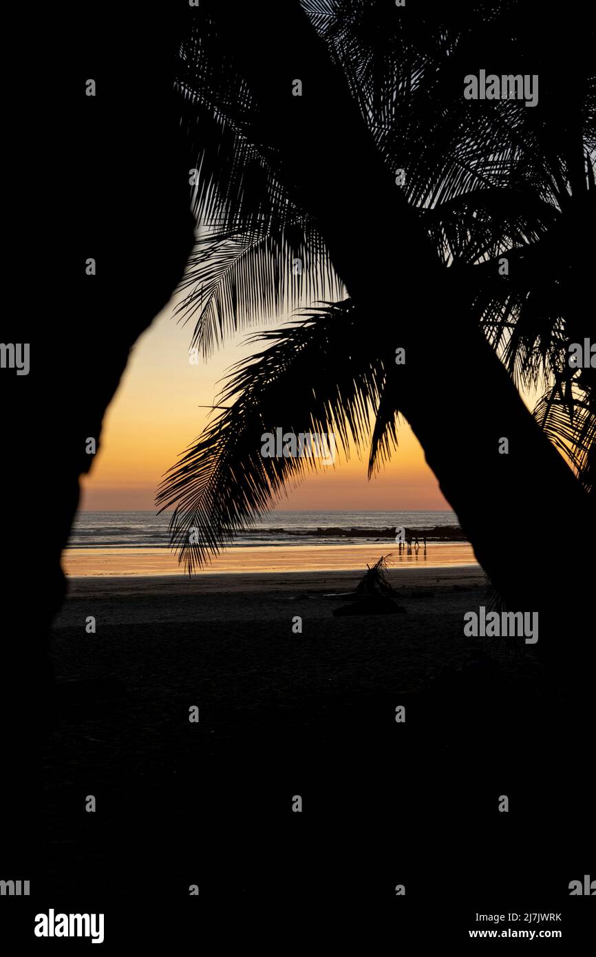 Beautiful beach at sunset with palm trees the ocean. Tropical exotic beach Stock Photo