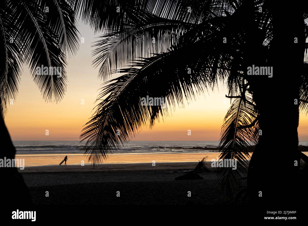 Beautiful beach at sunset with palm trees, ocean, waves and surfer. Tropical exotic beach Stock Photo