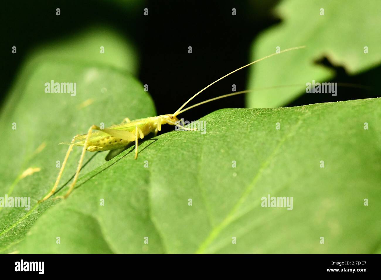 Cricket on a leaf. Night photography. Side view. High resolution photo. Selective focus. Shallow depth of field. Stock Photo