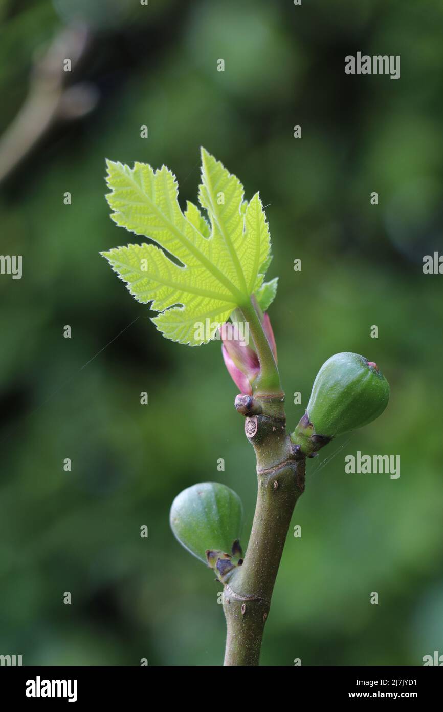 twig with baby figs and fig leaves budding Stock Photo - Alamy