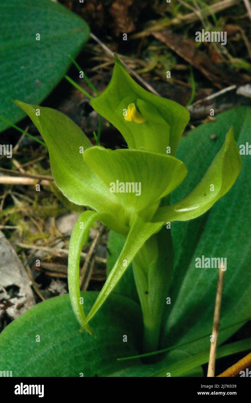 Green Bird Orchids (Chiloglottis Cornuta) are quite rare, so I was delighted to find this one growing amongst some Common Bird Orchids (C. Valida). Stock Photo