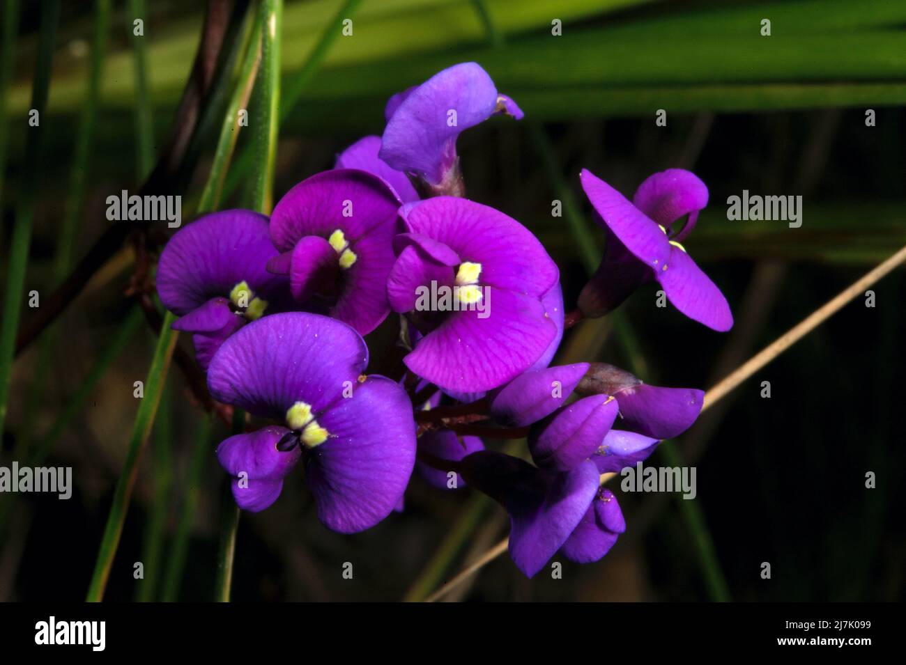 Love the deep purple flowers of Hardenbergia Violacea (False Sarsparilla). Common everywhere, but this one is at Hochkins Ridge Flora Reserve. Stock Photo