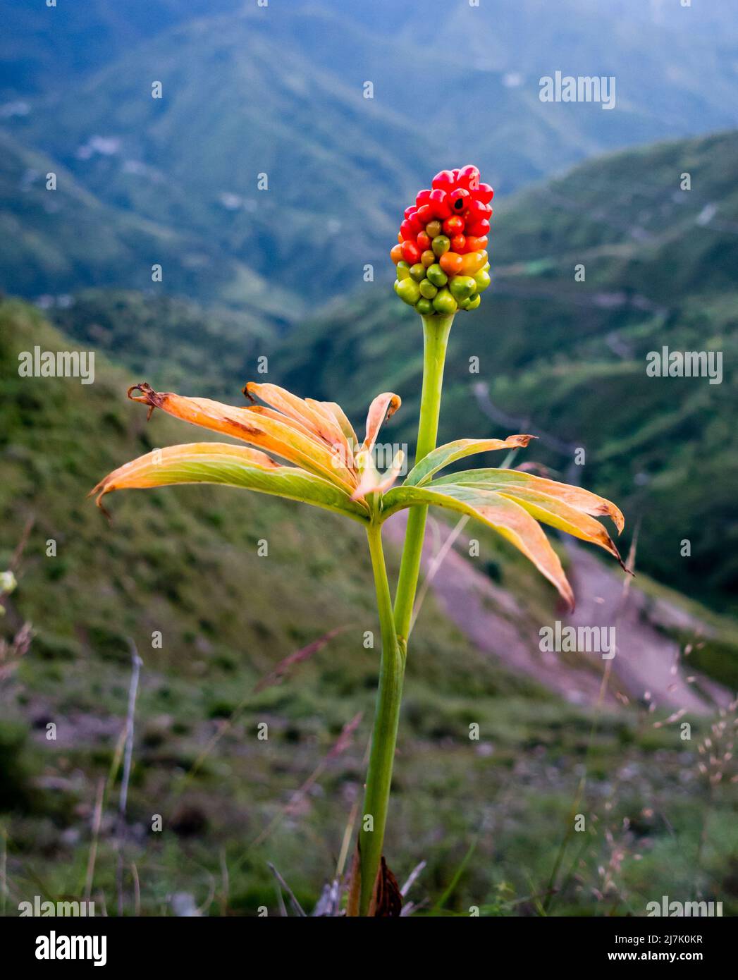 An Italian Arum plant with seed and leaves growing in the mountains of himalayas in India. Arum italicum also called lords and ladies berries and leaf Stock Photo