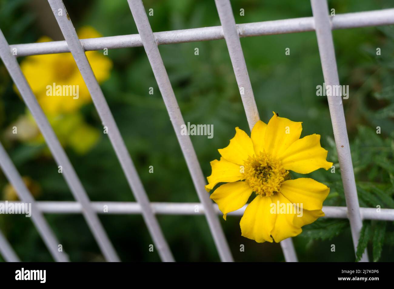 Beautiful yellow Sunray Tickseed Coreopsis Grandiflora blooming flower in a cages garden in India. Stock Photo