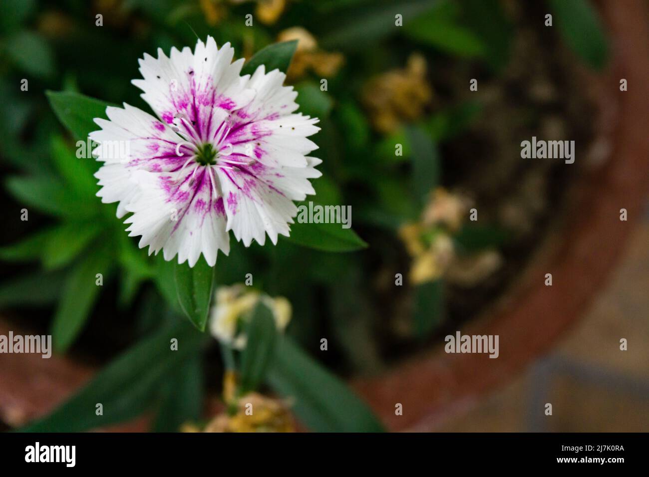 A closeup shot of china pink flower in full bloom ia flower pot in an Indian household. Dianthus chinensis commonly known as rainbow pink or China pin Stock Photo