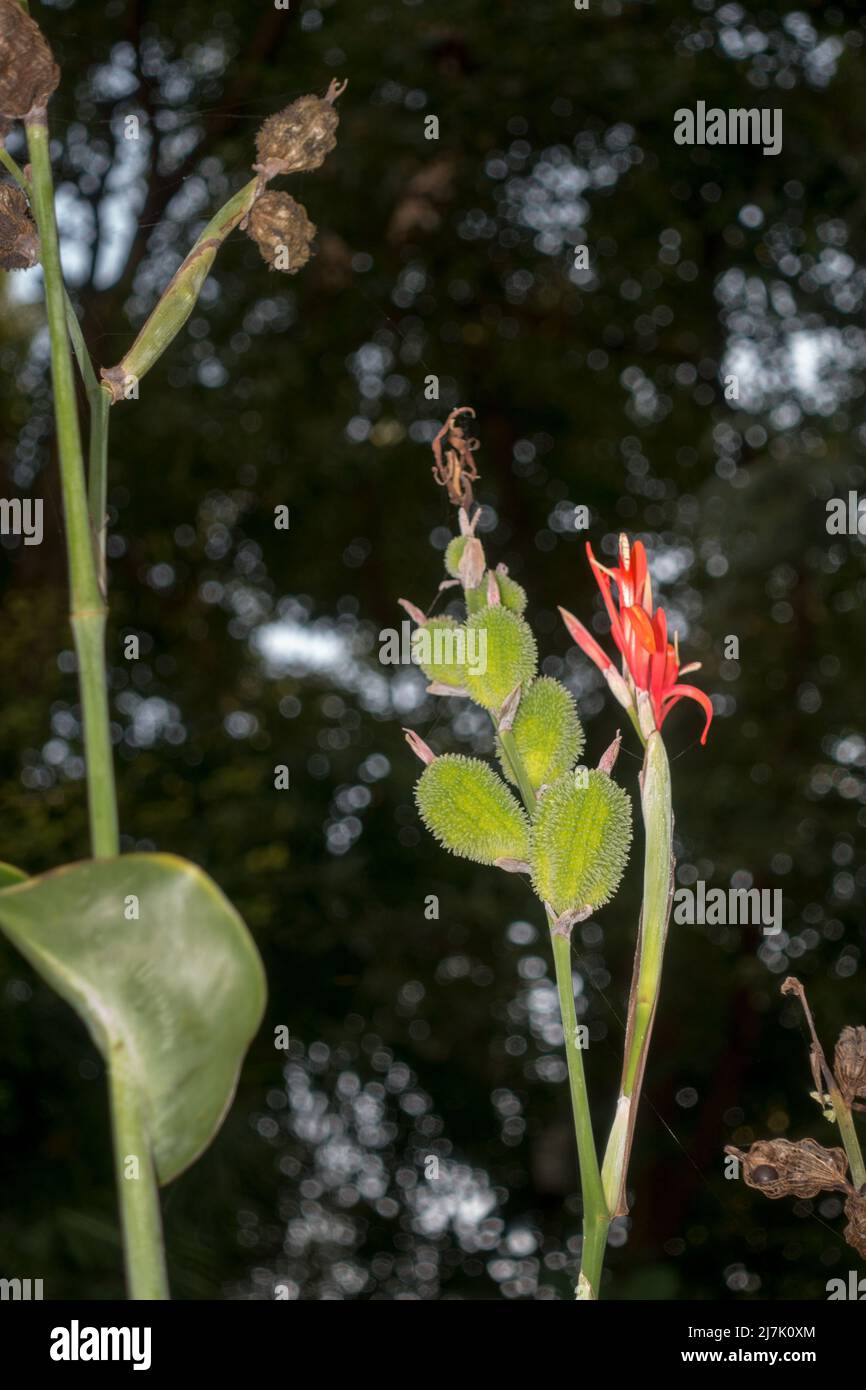 A closeup shot of Canna indica, Mayan food plant, medicinal plant, and attractive red flower for gardeners Canna indica leaf as tamale wrap. Flower,se Stock Photo