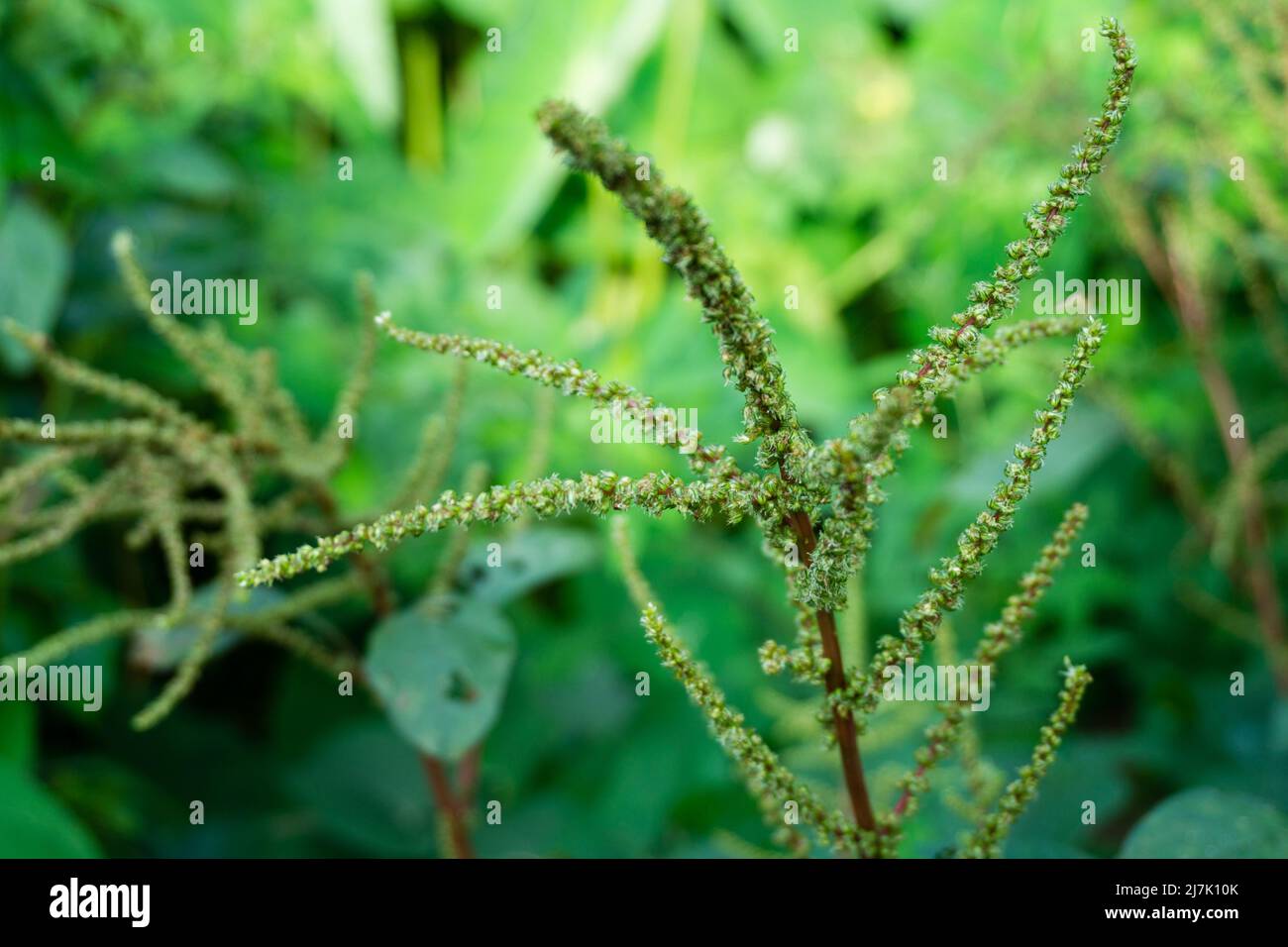 A closeup shot of Amaranthus spinosus, commonly known as the spiny amaranth, spiny pigweed, prickly amaranth or thorny amaranth. An Indian organic gar Stock Photo