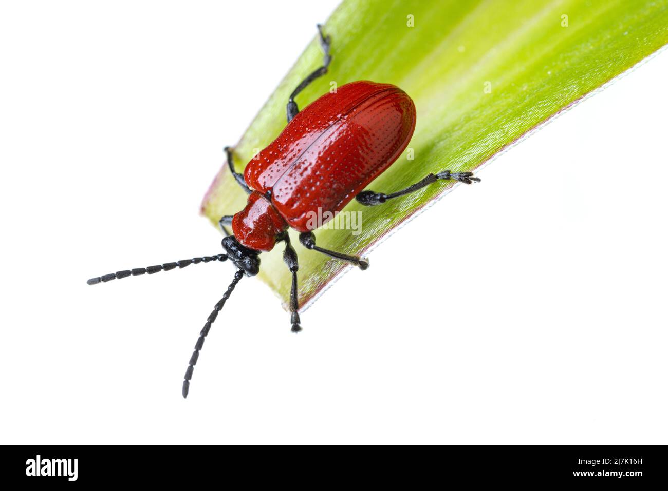 insects of europe - beetles: top view of scarlet lily beetle ( Lilioceris lili german Lilienhaehnchen) on a lily leaf  isolated on white background Stock Photo