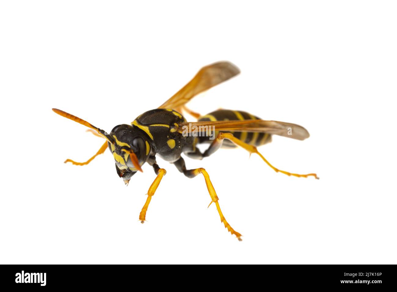 insects of europe - wasps: macro of paper wasp ( Polistes nimpha )  isolated on white background - diagonal view Stock Photo