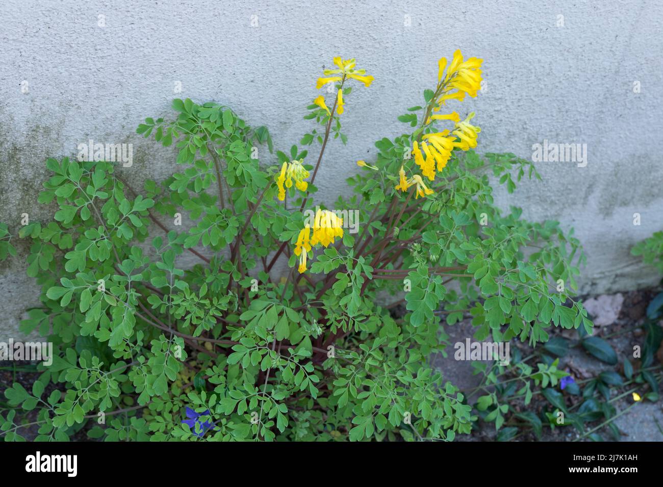 Gelber Lerchensporn, Gelber Scheinerdrauch, Scheinlerchensporn, Pseudofumaria lutea, syn. Corydalis lutea, yellow corydalis, rock fumewort, Yellow Fum Stock Photo