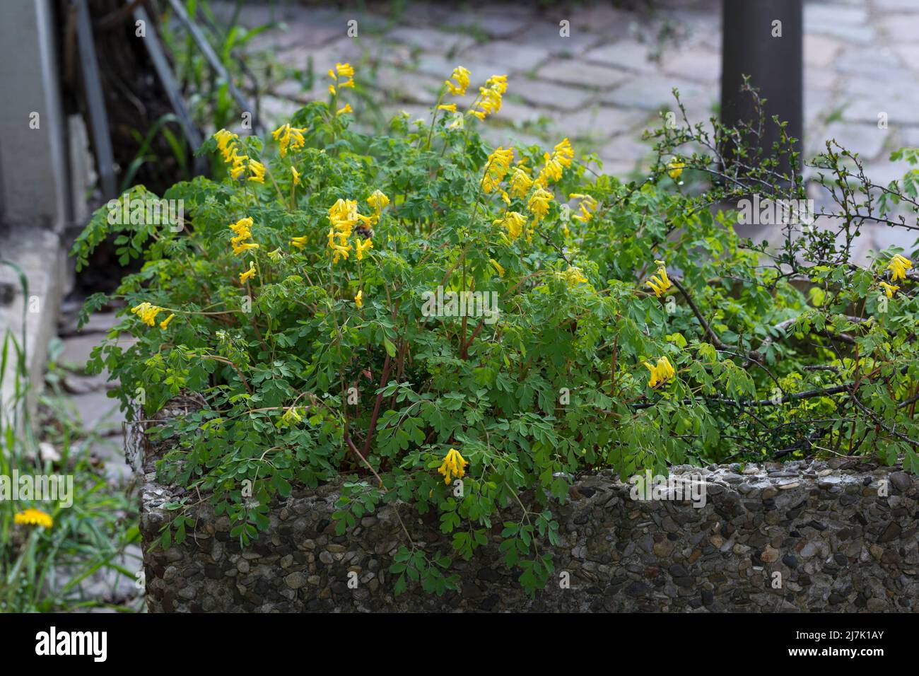 Gelber Lerchensporn, Gelber Scheinerdrauch, Scheinlerchensporn, Pseudofumaria lutea, syn. Corydalis lutea, yellow corydalis, rock fumewort, Yellow Fum Stock Photo