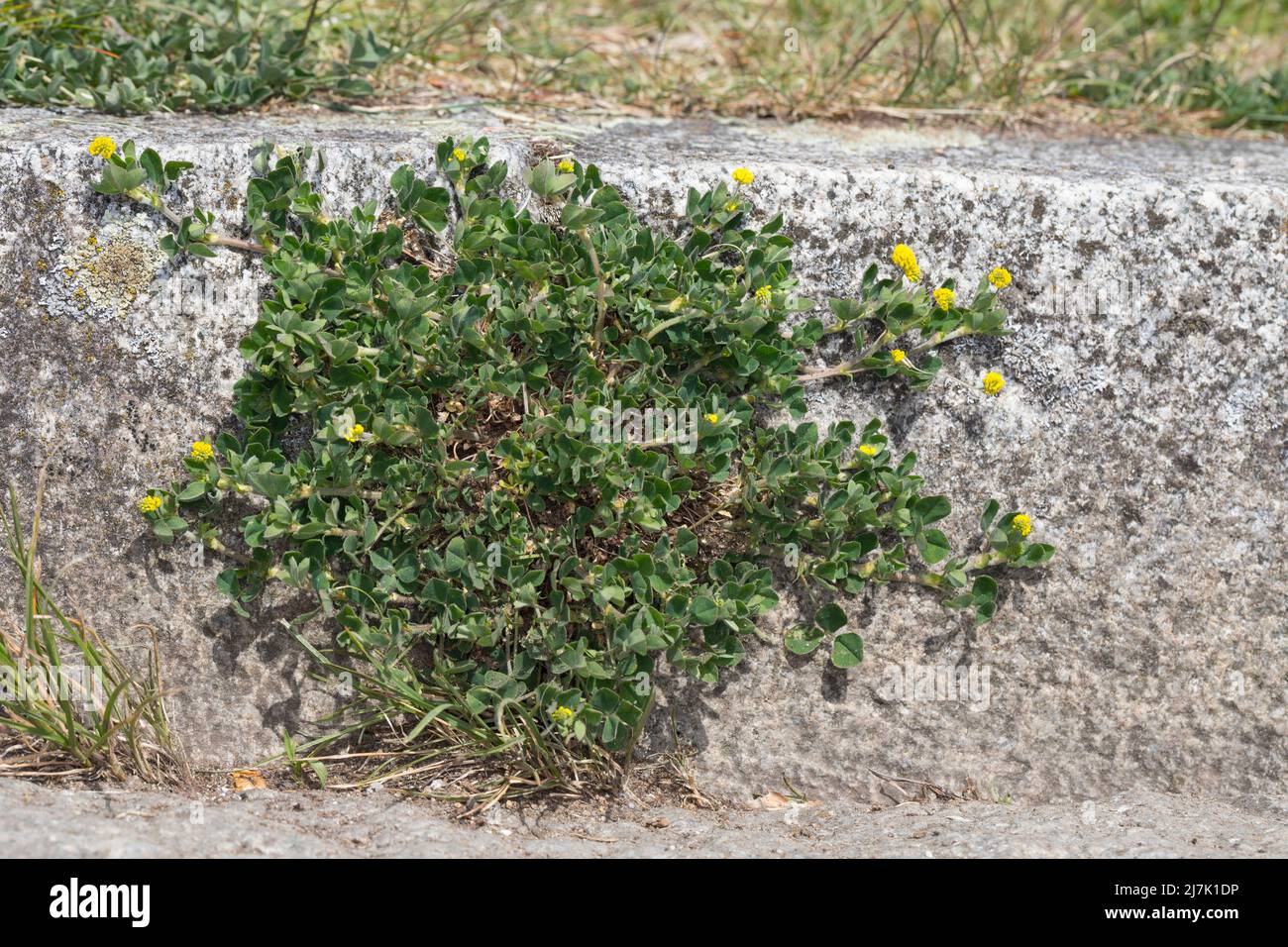 Hopfenklee, an einer Bordsteinkante in einer Stadt, Hopfen-Luzerne, Zetterklee, Gelbklee, Schneckenklee, Medicago lupulina, black medick, nonesuch, ho Stock Photo