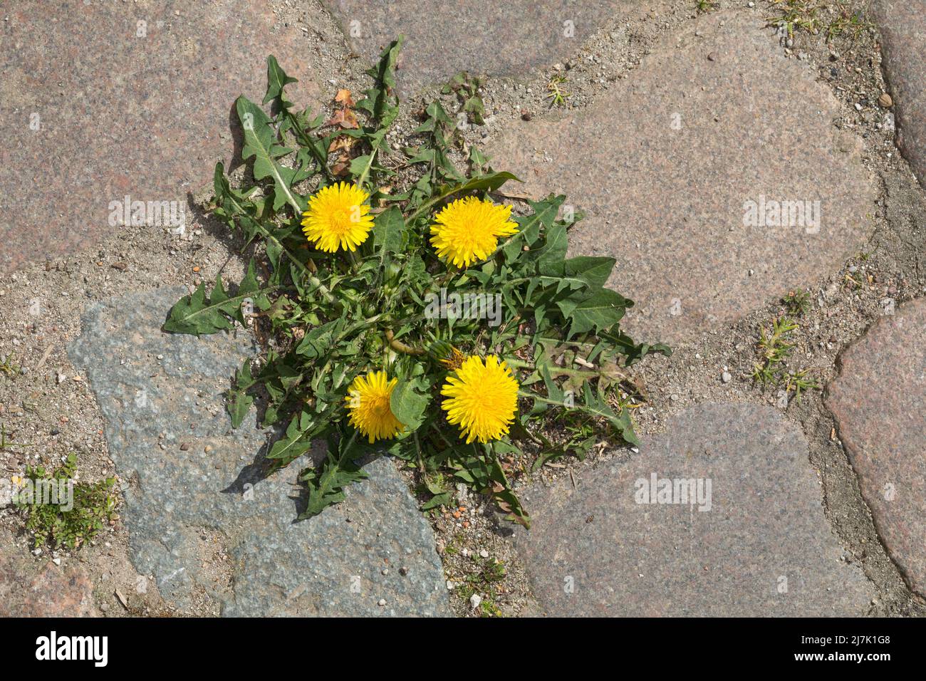 Löwenzahn, in Fugen von Kopfsteinpflaster, Wiesen-Löwenzahn, Wiesenlöwenzahn, Gemeiner Löwenzahn, Gewöhnlicher Löwenzahn, Kuhblume, Taraxacum officina Stock Photo