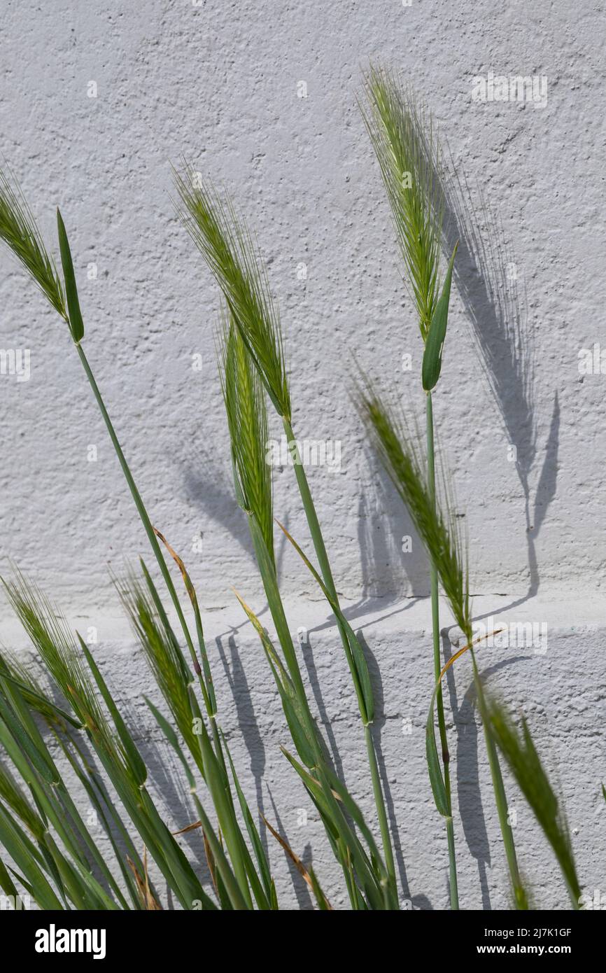 Mäuse-Gerste, Mäusegerste, in Pflasterritzen vor einer Häuserfassade, Hordeum murinum, Critesion murinum, wall barley, false barley, L'Orge des rats Stock Photo