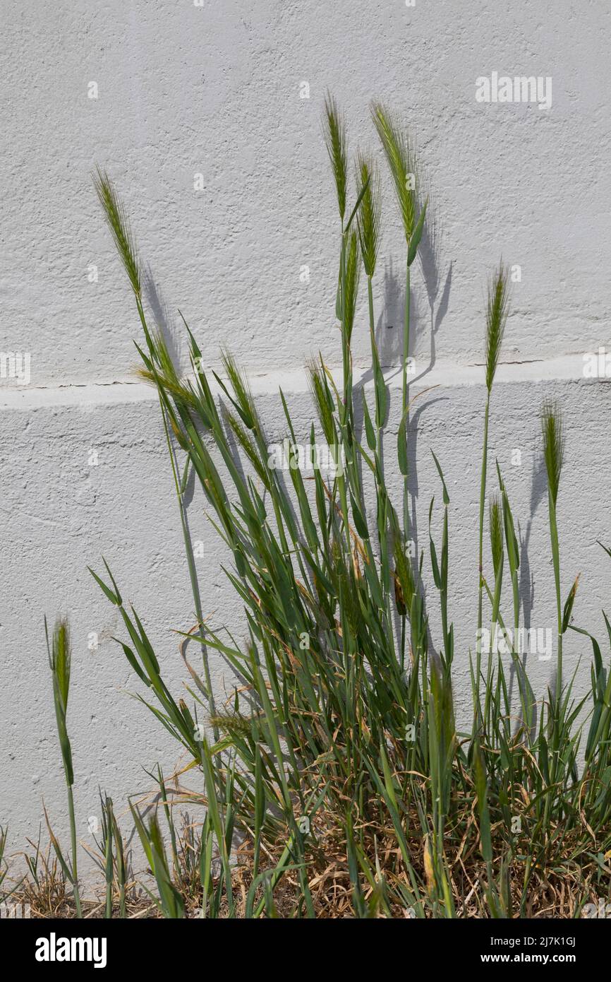 Mäuse-Gerste, Mäusegerste, in Pflasterritzen vor einer Häuserfassade, Hordeum murinum, Critesion murinum, wall barley, false barley, L'Orge des rats Stock Photo