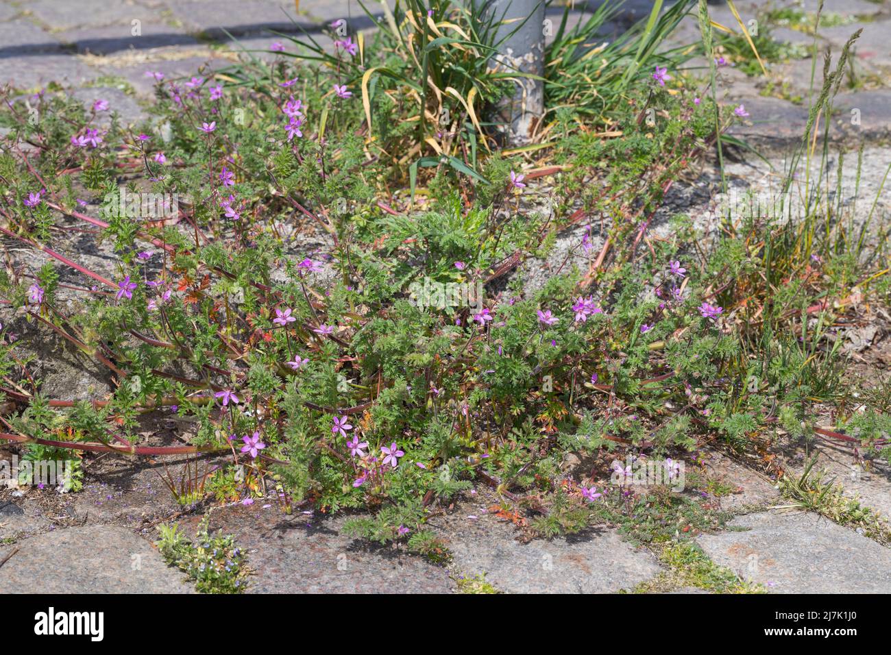 Reiherschnabel, in den Fugen zwischen Pflastersteinen, Gewöhnlicher Reiherschnabel, Schierlingsblättriger Reiherschnabel, Reiherschnabel, Erodium cicu Stock Photo