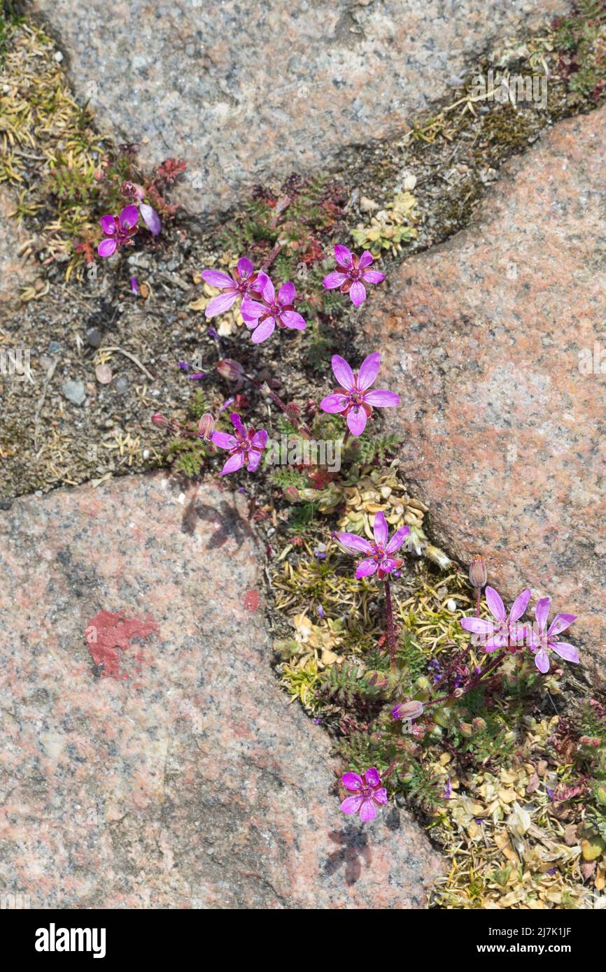 Reiherschnabel, in den Fugen zwischen Pflastersteinen, Gewöhnlicher Reiherschnabel, Schierlingsblättriger Reiherschnabel, Reiherschnabel, Erodium cicu Stock Photo