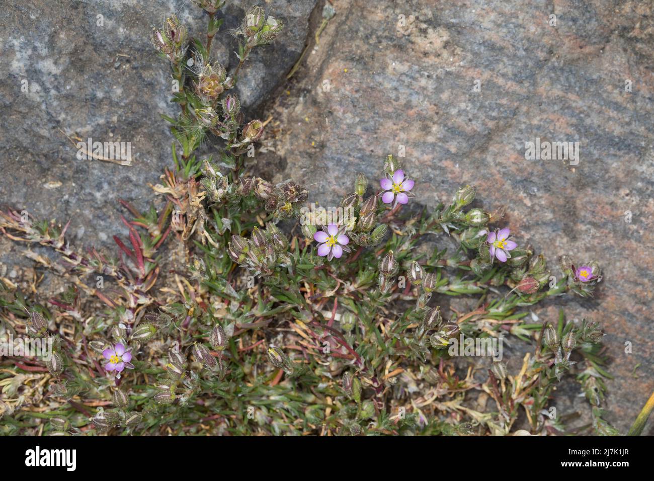 Rote Schuppenmiere, in den Fugen zwischen Pflastersteinen, Acker-Schuppenmiere, Spergularia rubra, Spergula rubra, red sandspurry, red sand-spurrey, L Stock Photo