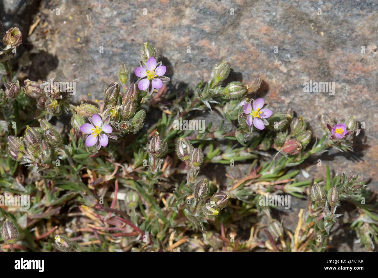 Rote Schuppenmiere, in den Fugen zwischen Pflastersteinen, Acker-Schuppenmiere, Spergularia rubra, Spergula rubra, red sandspurry, red sand-spurrey, L Stock Photo