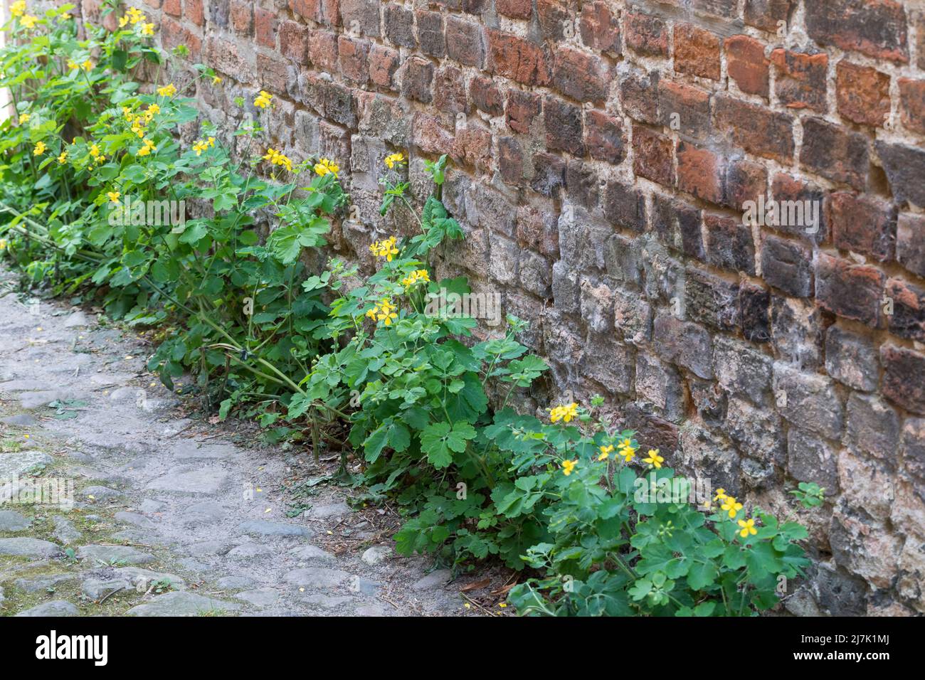 Schöllkraut, in den Fugen von Kopfsteinpflaster, Schöll-Kraut, Großes Schöllkraut, Chelidonium majus, Greater Celandine, La Grande Chélidoine, la Gran Stock Photo