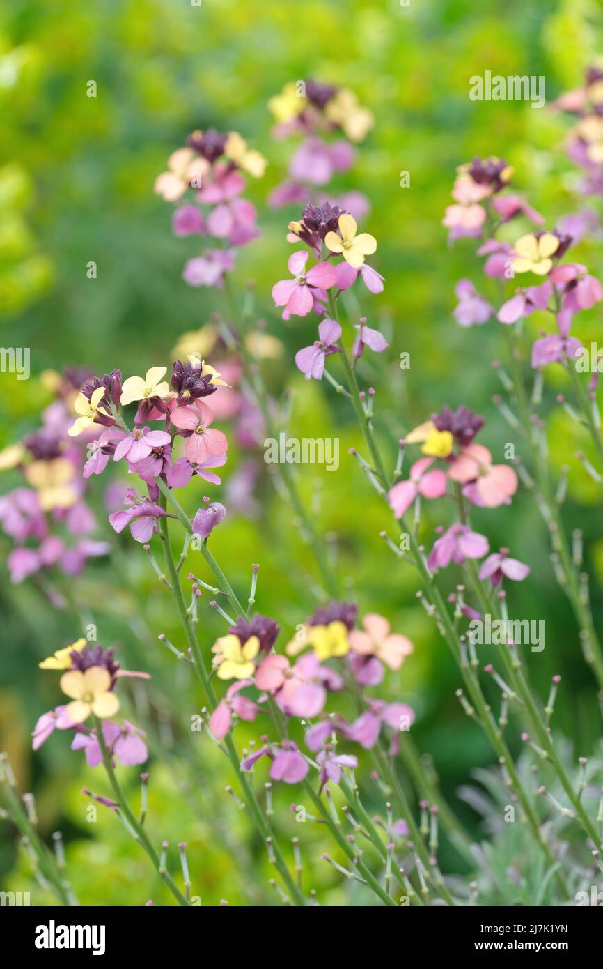 Erysimum mutabile, Cheiranthus mutabilis, changeable wall-flower. Small flowers in shades of yellow, buff or purple in Spring Stock Photo