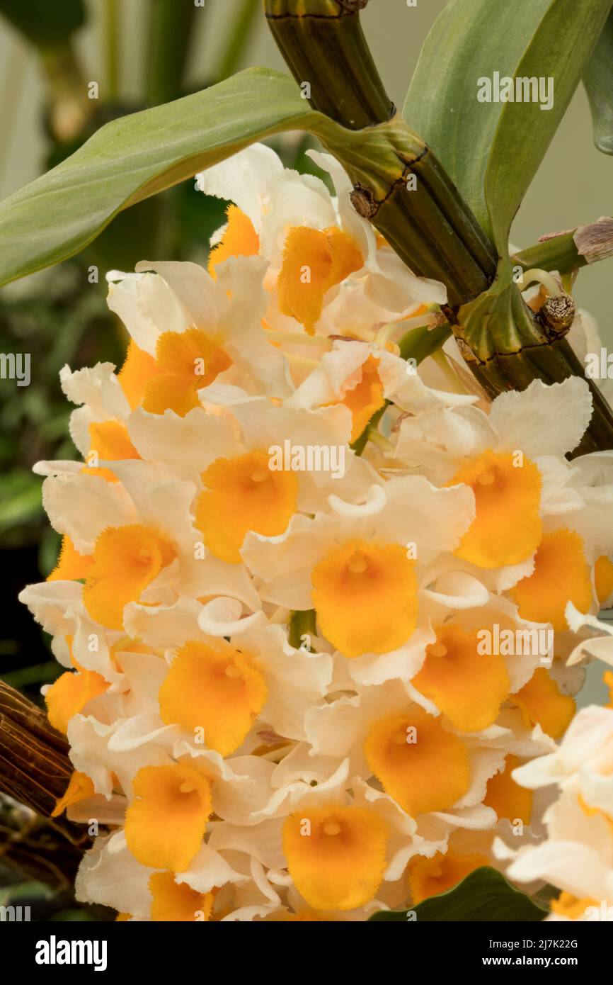 Tight Dendrobium Thyrsiflorum orchid plant portrait Stock Photo