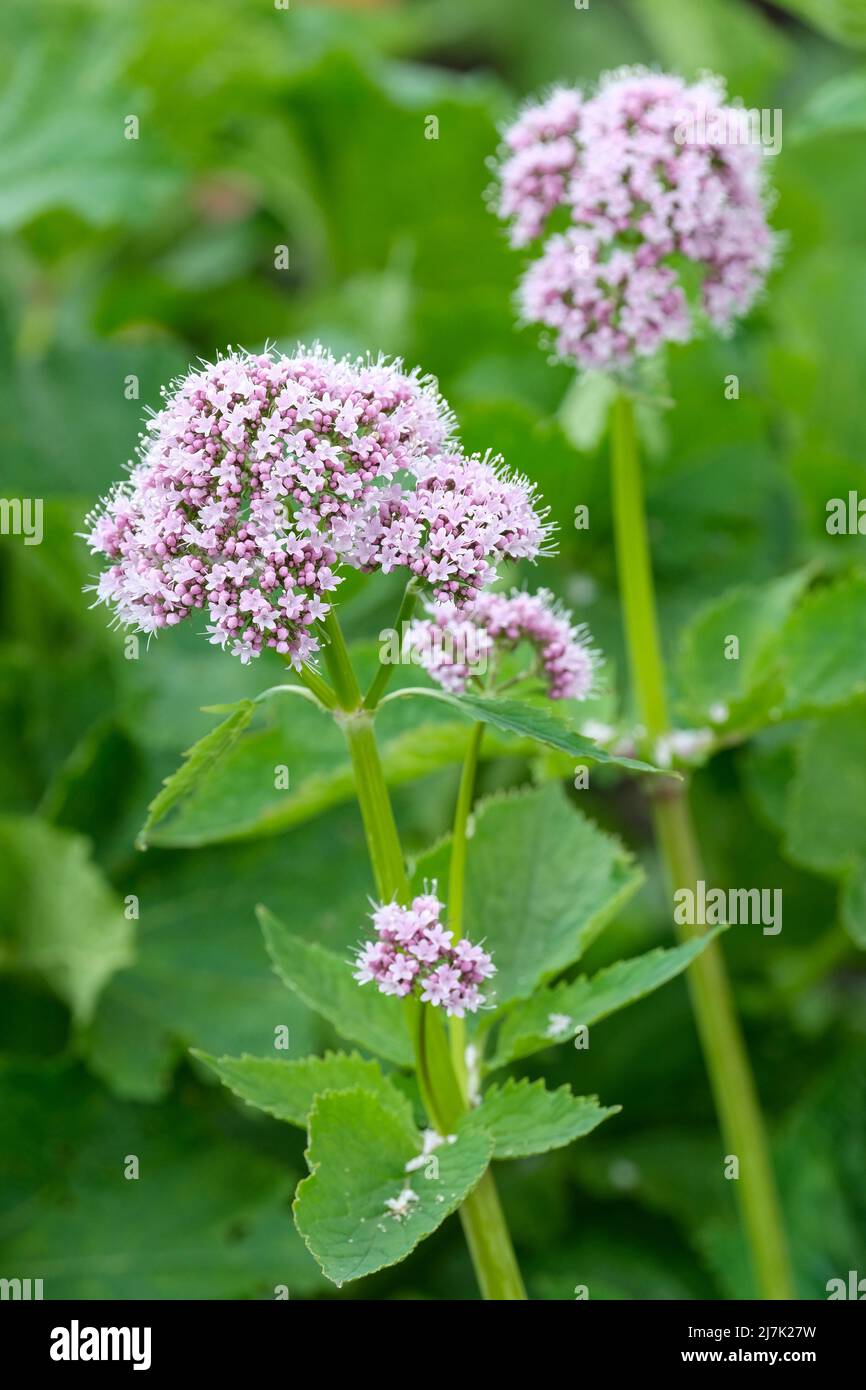Valeriana pyrenaica, capon's tail grass, Pyrenean valerian. Small, pale purple flowers produced in clusters in late spring and early summer Stock Photo