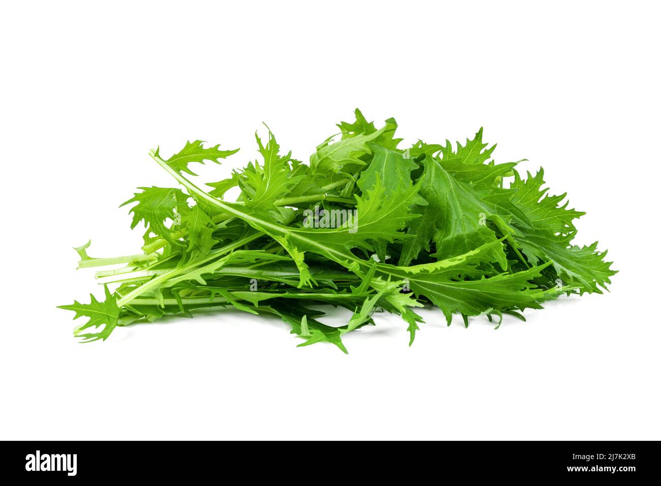 Mizuna lettuce isolated Japanese Mustard, vegetable salad for good health on white background Stock Photo