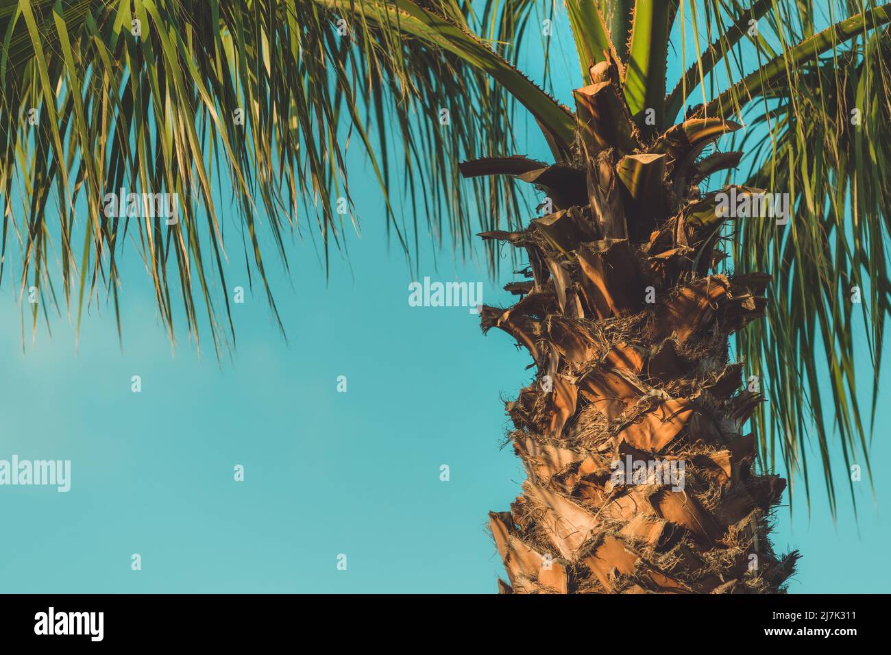 Palm trees at tropical seaside landscape in summer, summertime vacation and holiday background Stock Photo
