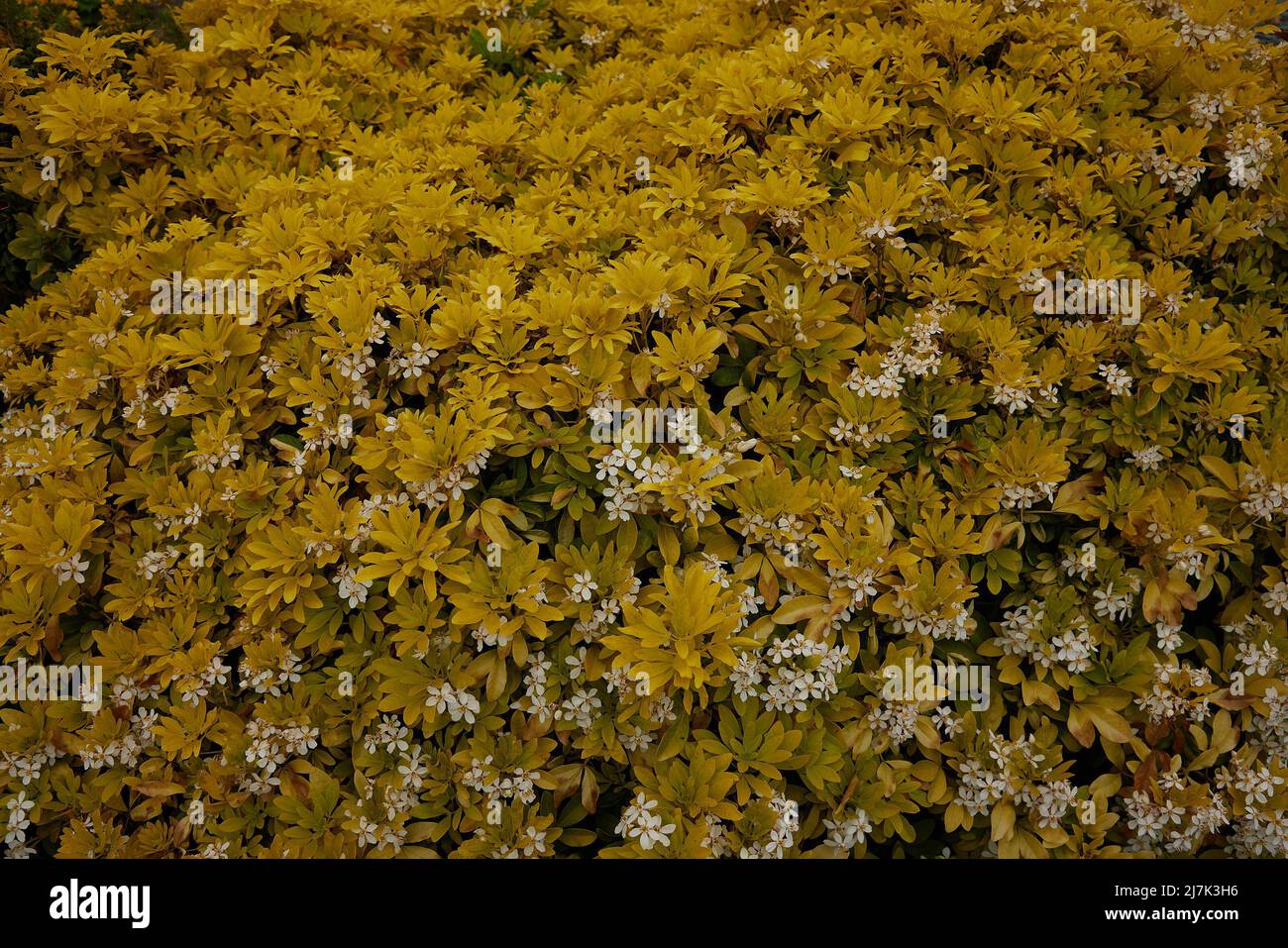 Close up of the yellow foliage and white flowers of Choisya ternata Sundance seen in May in the UK. Stock Photo