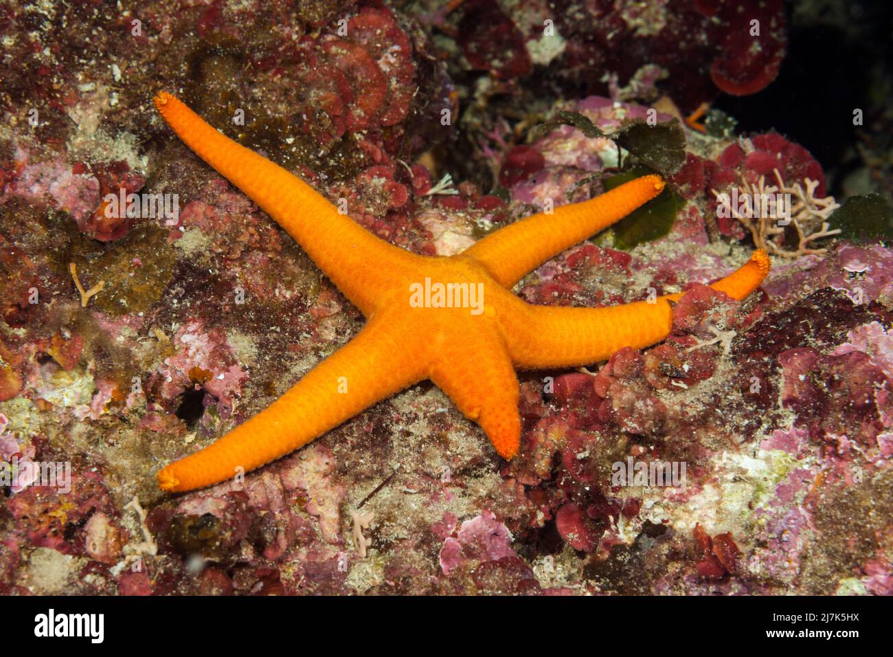 Purple Starfish regenerate single arm, Echinaster sepositus, Vis Island, Mediterranean Sea, Croatia Stock Photo