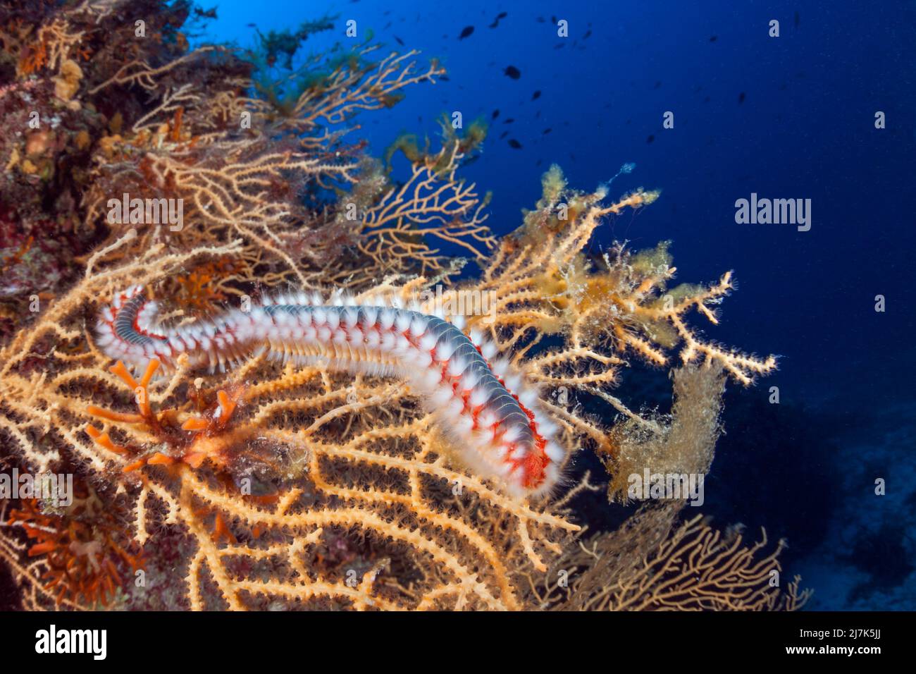 Fireworm, Hermodice carunculata, Vis Island, Mediterranean Sea, Croatia Stock Photo