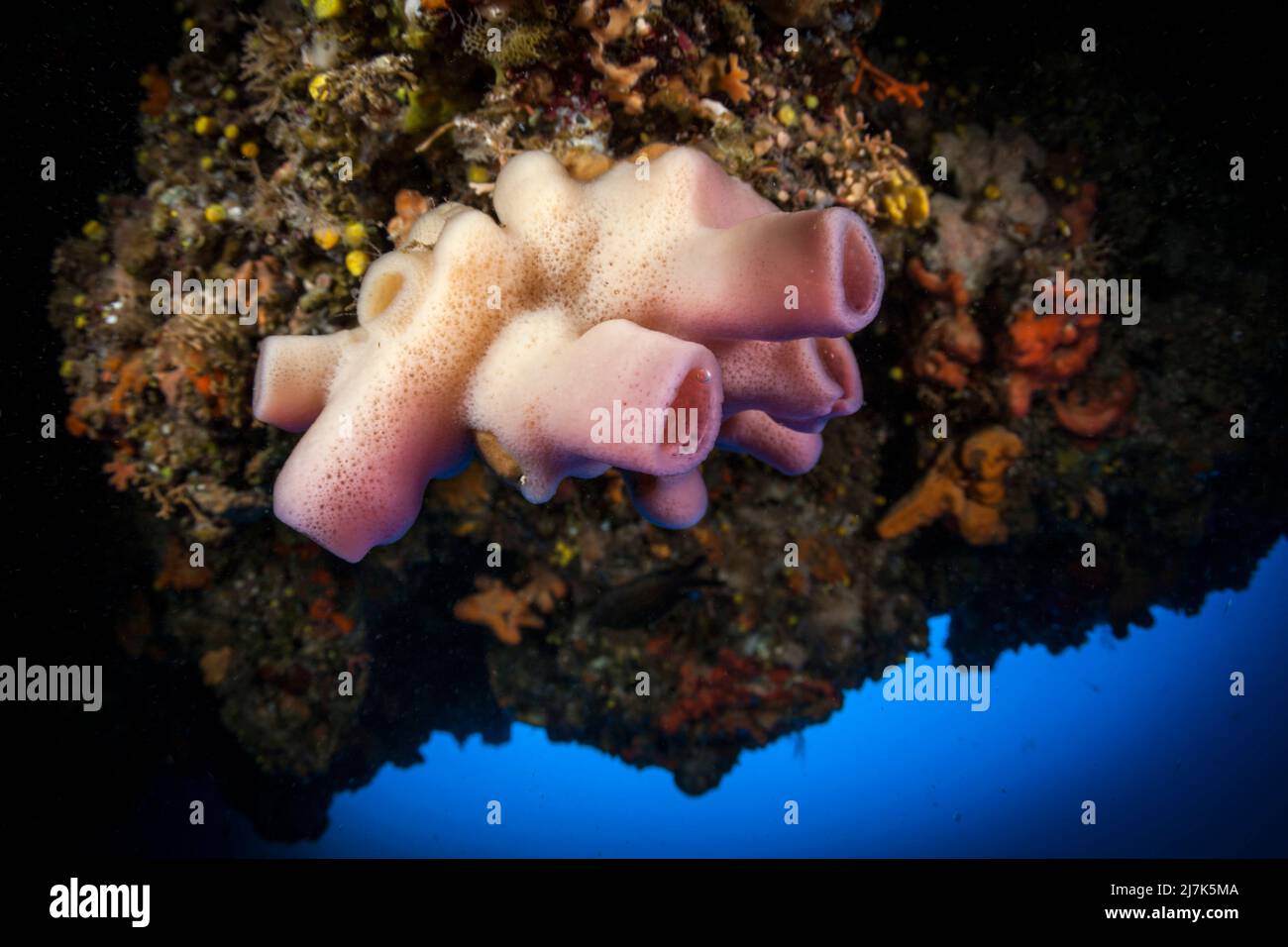 Pink Tube Sponge, Haliclona mediterranea, Vis Island, Mediterranean Sea, Croatia Stock Photo