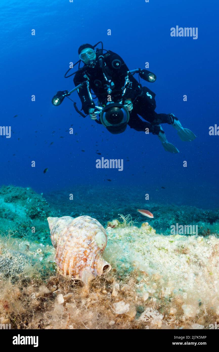 Diver and Tritons Horn, Charonia lampas, Vis Island, Mediterranean Sea, Croatia Stock Photo