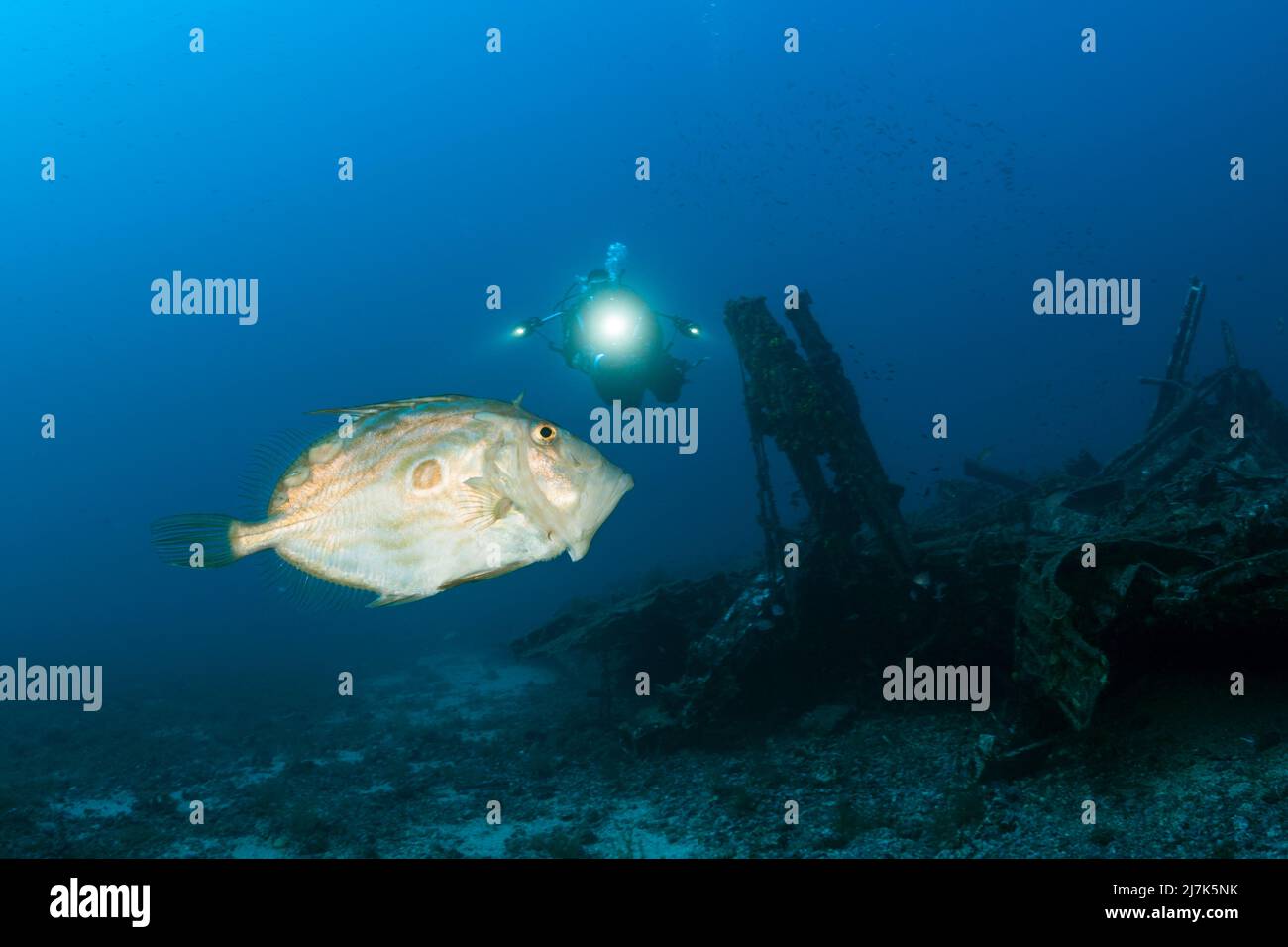 John Dory an Scuba Diver, Zeus Faber, Vis Island, Mediterranean Sea, Croatia Stock Photo