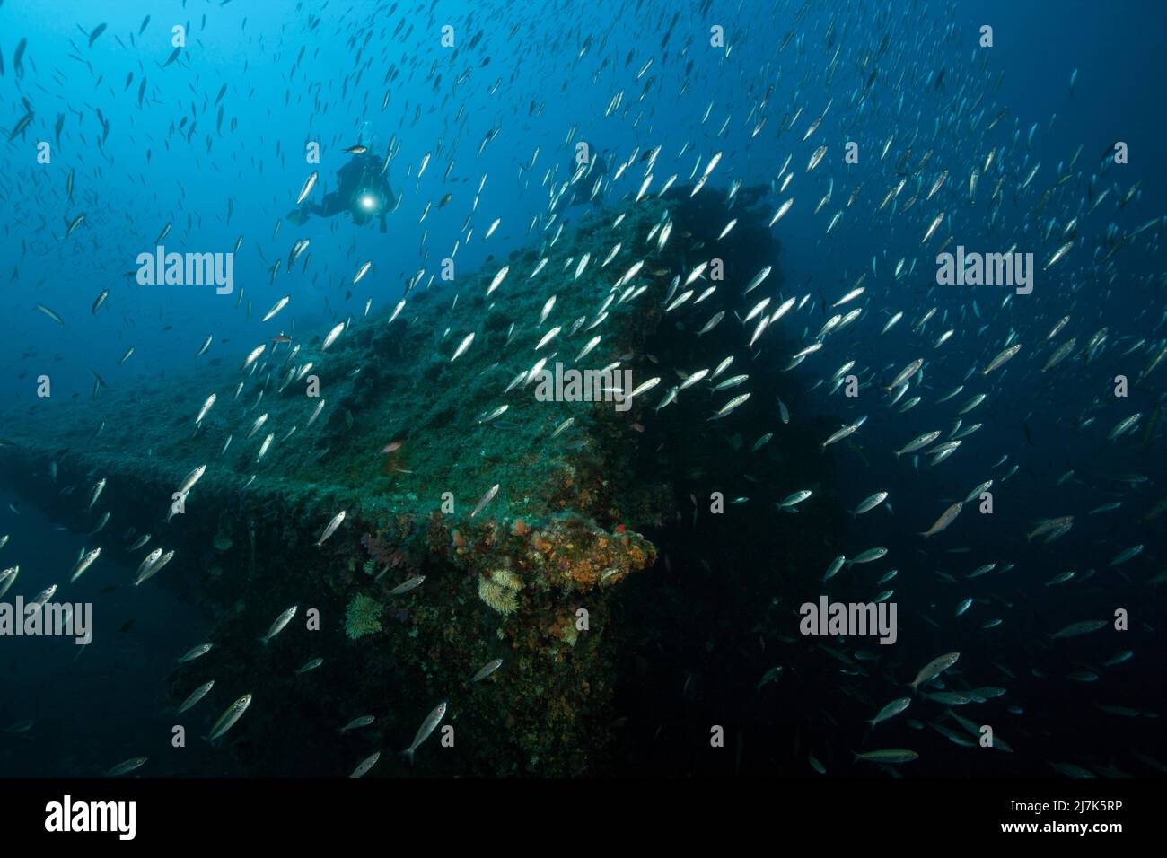 Scuba Diver at Vassilios Wreck, Vis Island, Mediterranean Sea, Croatia Stock Photo