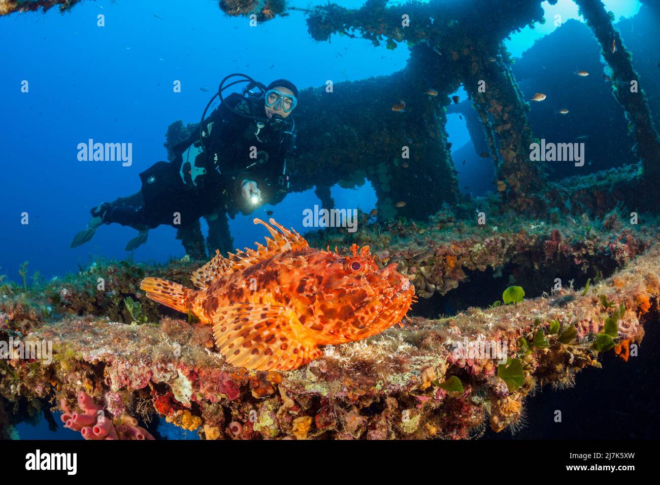 Scuba Diver finds Red Scorpionfish at Vassilios Wreck, Scorpaena scrofa, Vis Island, Mediterranean Sea, Croatia Stock Photo