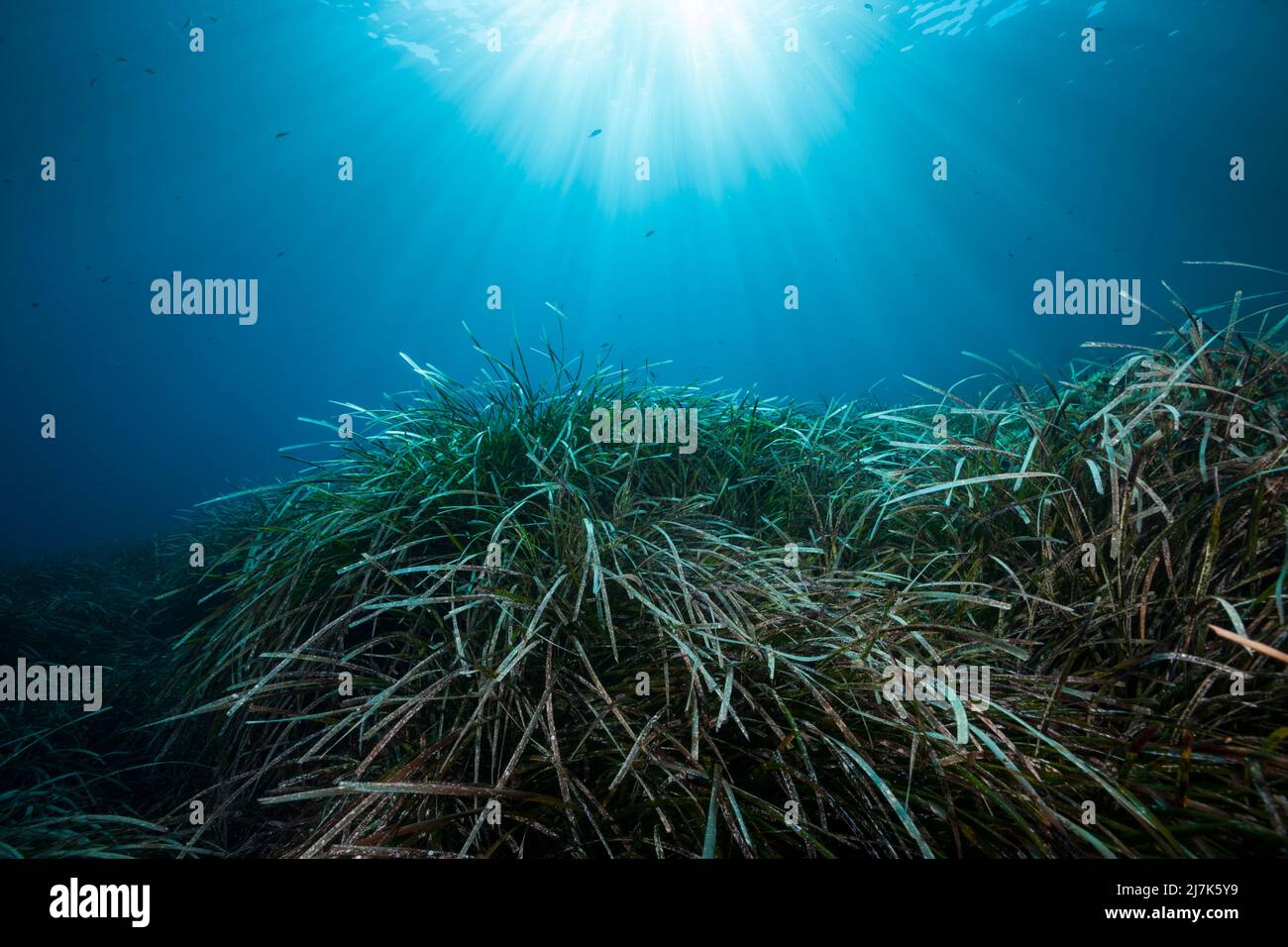 Ecosystem Seagrass Meadows, Vis Island, Mediterranean Sea, Croatia Stock Photo