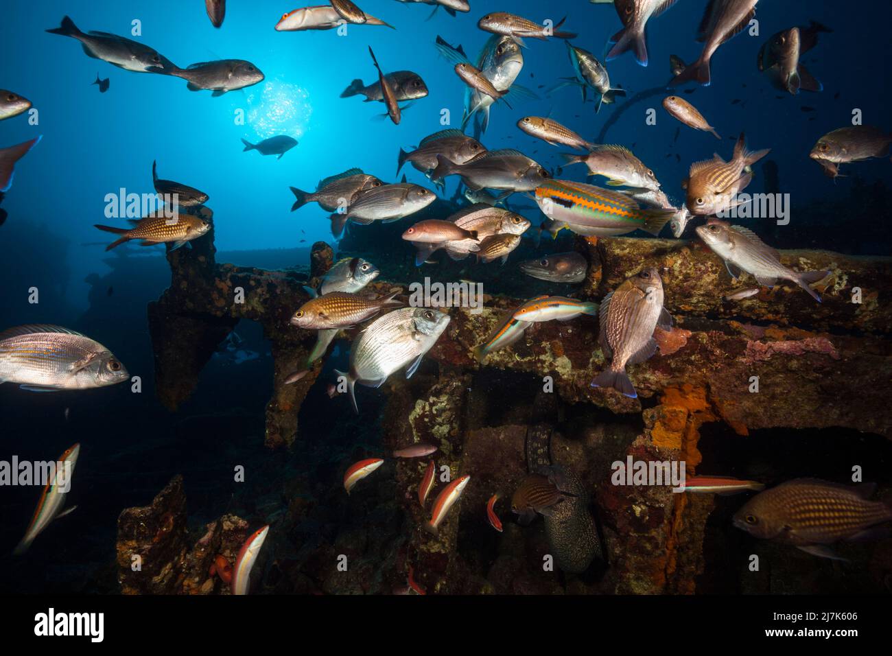 School of fish at Teti Wreck, Vis Island, Mediterranean Sea, Croatia Stock Photo
