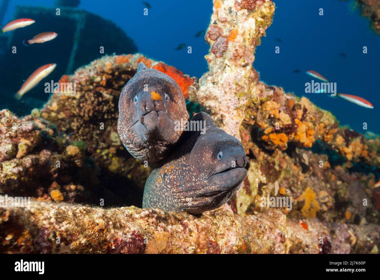 Pair of Brown Moray at Teti Wreck, Gymnothorax unicolor, Vis Island, Mediterranean Sea, Croatia Stock Photo