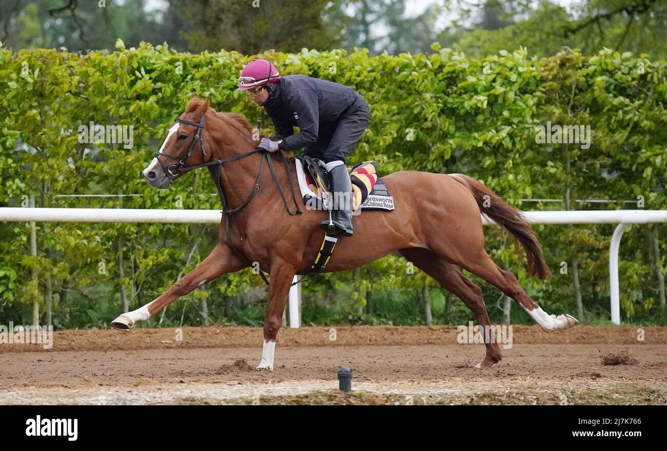 Wordsworth is exercised at Ballydoyle racehorse training facility in County Tipperary, Ireland. Picture date: Monday May 9, 2022. Stock Photo