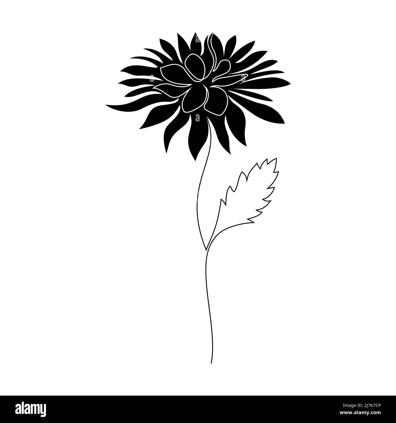 Chrysanthemum flower on white Stock Vector