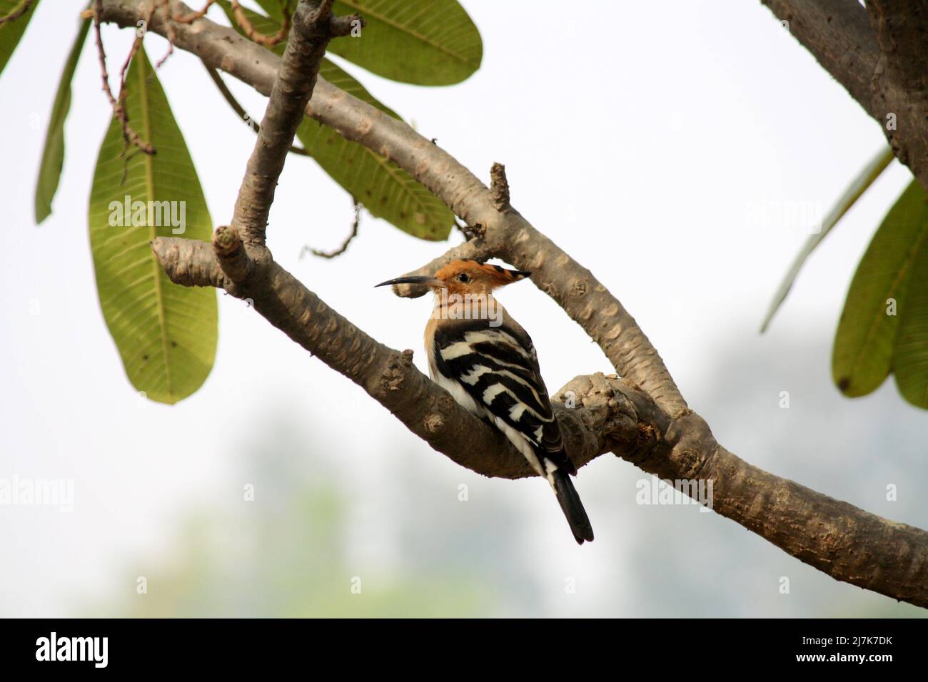 Undulating Flight Birds