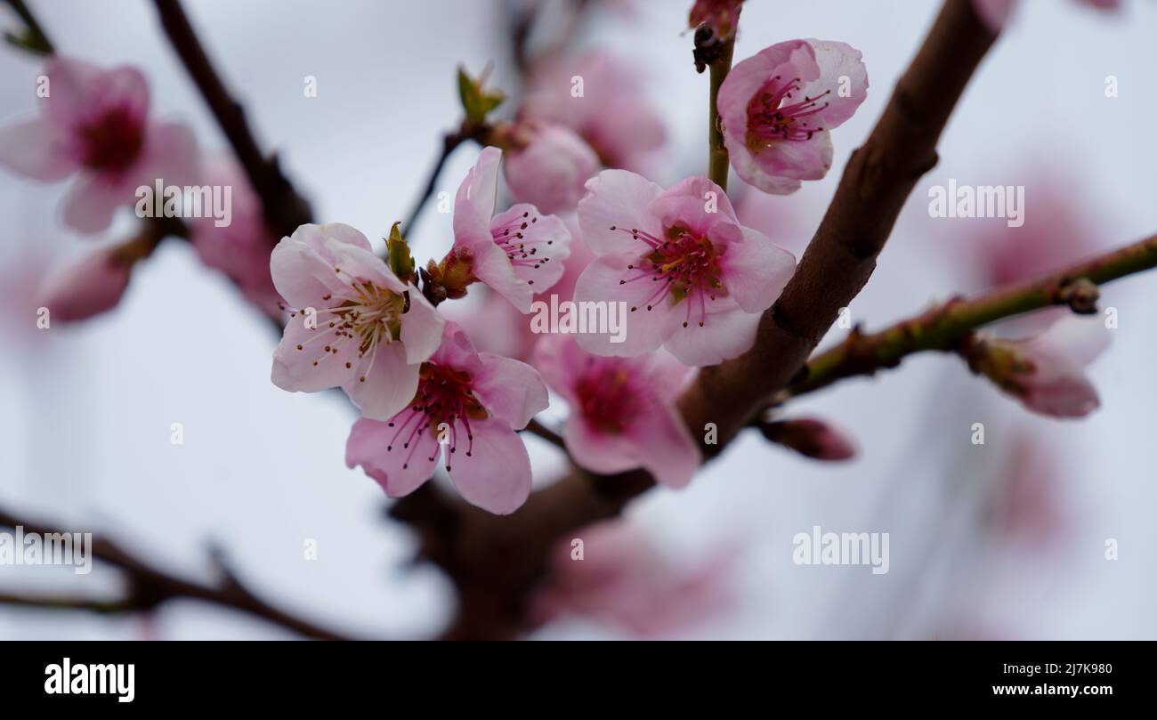 Close up of a tree blossom Stock Photo