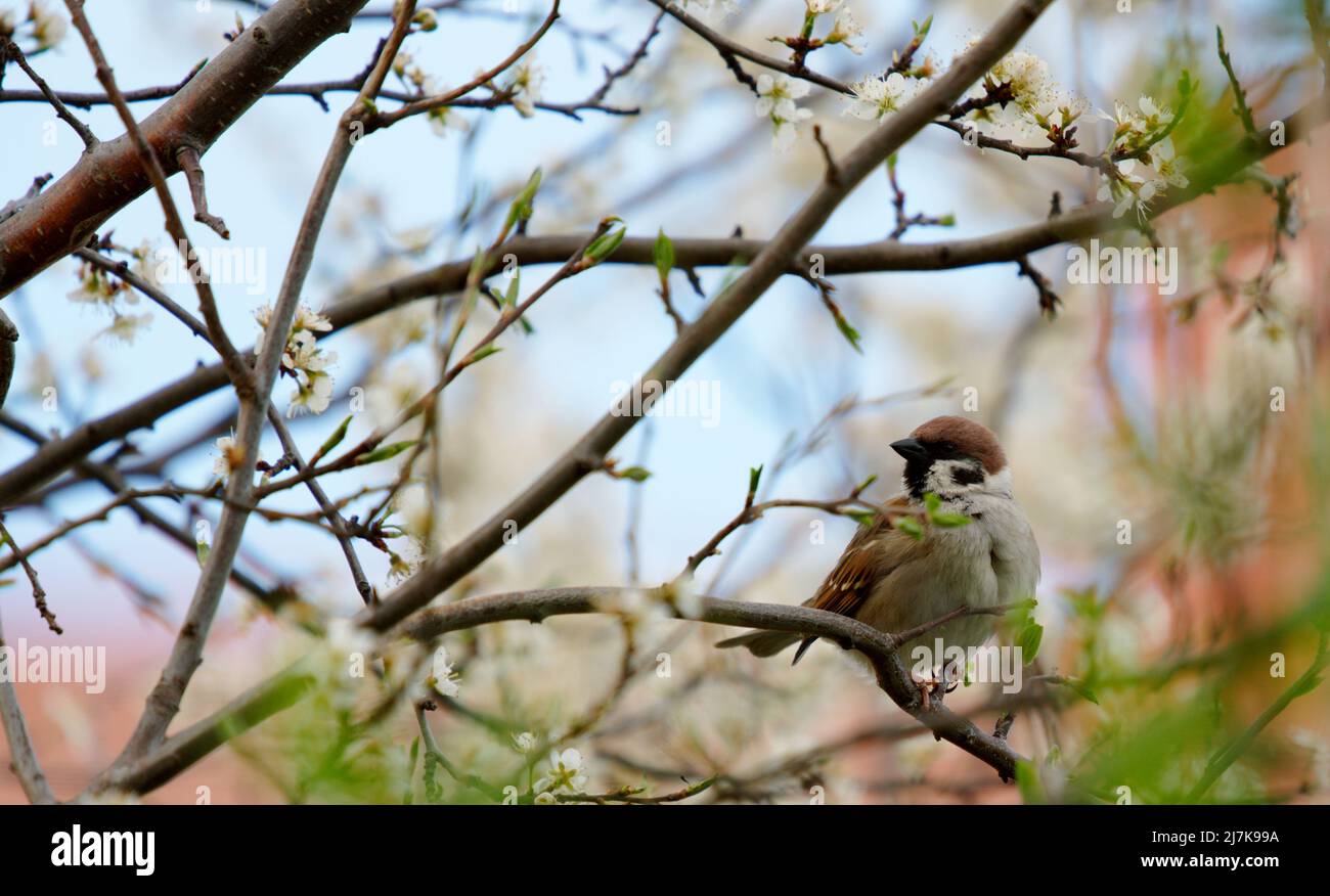 Close up of a bird on tree Stock Photo