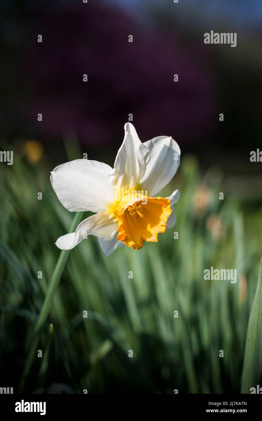 Single white-flowered daffodil in field at springtime Stock Photo