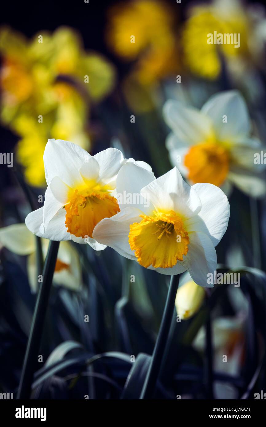 Focus on two daffodils in bed of flowers in spring Stock Photo