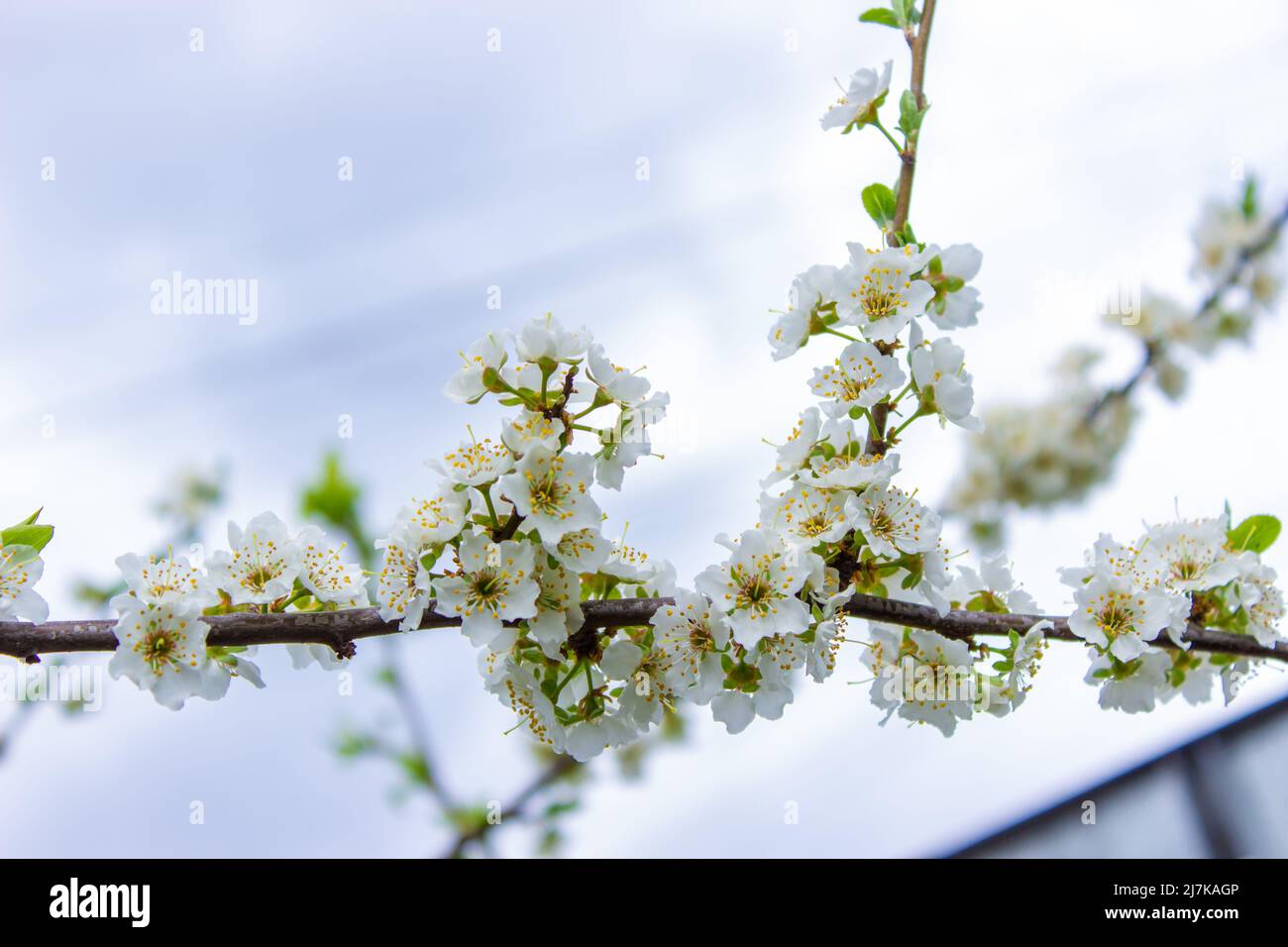 flowering tree at spring. pollination by bees. selective focus Stock ...