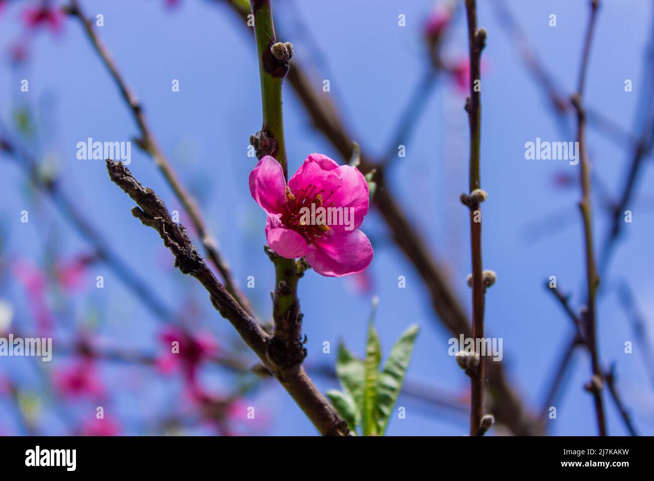 flowering tree at spring. pollination by bees. selective focus Stock ...