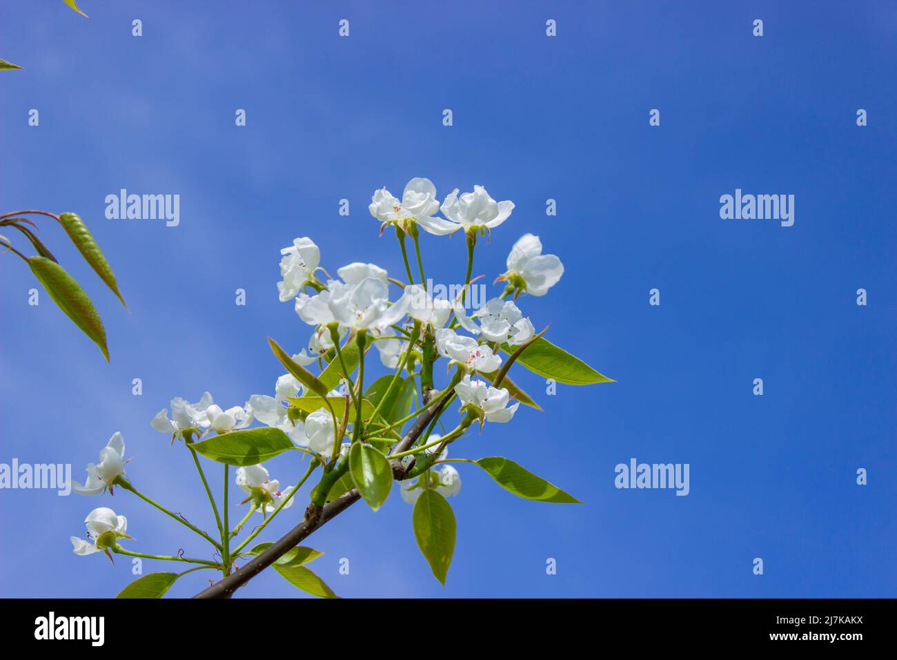 flowering tree at spring. pollination by bees. selective focus Stock ...